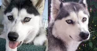 When do puppies eyes change colour? All About Husky Eye Colors Husky Owner