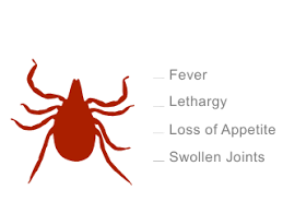 Why am i seeing more fleas on my pet after administering nexgard? Common Tick Questions Nexgard