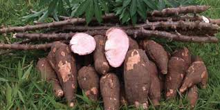 Demplot ubi kayu dengan sistem double row saat ini telah dipraktikkan di tiyuh kagungan ratu kecamatan tulangbawang udik, tiyuh tirta kecana, tiyuh. 8 Manfaat Ubi Kayu Untuk Kesehatan Menjaga Fungsi Otak Hingga Cegah Kanker Merdeka Com