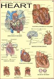 Human Heart Human Physiology