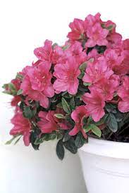 How To Care For Azalea In Planters - Guide To Growing Azaleas In Containers