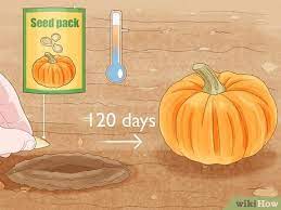 How To Grow A Pumpkin Planting Care