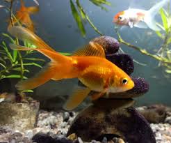 Goldfish Wikipedia