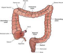 intestine by cal dictionary