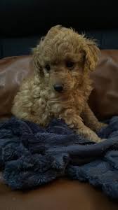 toy poodle puppy dogs