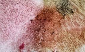 brown spots on dog skin what canine
