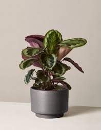 Click here view by common name click here view by botanical/scientific name. 25 Easy Houseplants Easy To Care For Indoor Plants