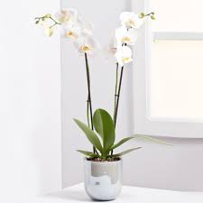 orchid plant order flowers