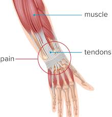 Anatomy diagrams of shoulder, arm, elbow, forearm, wrist and hand. What To Know About Wrist Tendonitis By Jenna Fletcher By Therapy Rooms Room Rental Made Simple