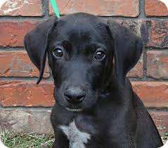 Our chocolate labrador retriever puppies for sale make one of the best companions for a family and home. Pointer Lab Mix Puppies Puppy Westport Ct Labrador Retriever German Shorthaired Pointer German Shorthaired Pointer Lab Mix Puppies German Shorthair