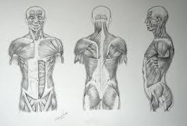 Muscles of the torso, as well as muscles in the arms or legs, can give the impression of a thin or athletic person. Figure Drawing Upper Body