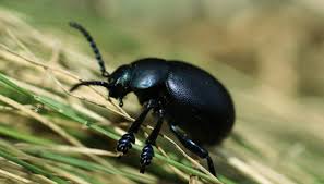 black beetles in northeastern usa