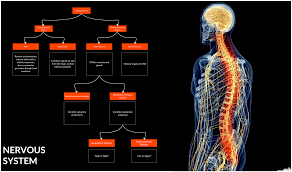 Flowchart Illustrating The Human Nervous System Learn How