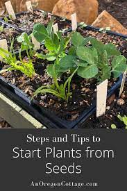 How To Start Plants From Seeds