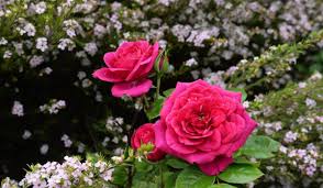new year rose facts propagation