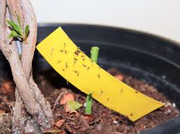 fungus gnats in houseplants backbone