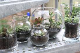 Miniature Gardens For Plant Loving Citizens