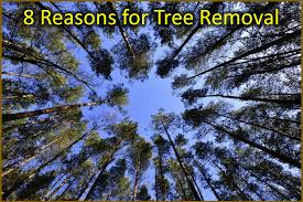 We use our own cranes, equipment, and crew because we respect your home and property. 8 Reasons For Tree Removal In Augusta Ga Csra