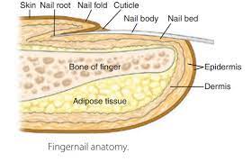 nails structure anatomy functions