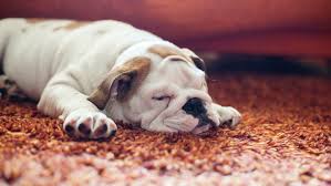how to remove pet hair from carpet 7