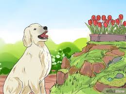 how to keep dogs out of flower beds 12
