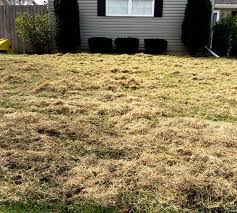 When the dethatching is finished, your lawn will look in a terrible state. Home And Garden Lawn Dethatching Services Power Raking Services