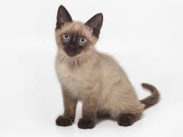 Learn about the veterinary topic of description and physical characteristics of cats. Five Universal Personality Traits Of The Siamese Cat Pets4homes