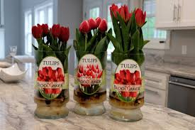 amaryllis tulips bloomaker usa
