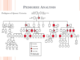 He has held the title of duke of kent for over 76 years, since the death of his father in a plane crash in 1942. P Edigree A Nalysis Have You Ever Seen A Family Tree Do You Have One Graphic Representation Of Family Inheritance Pedigree Of Queen Victoria Ppt Download
