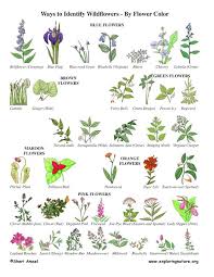 Wildflower Identification By Color Flower Identification