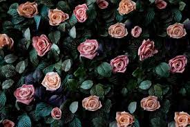 rose wallpaper images free