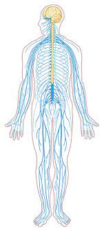 Nervous system diagram central nervous system human anatomy. File Nervous System Diagram Unlabeled Svg Nervous System Diagram Nervous System Anatomy Human Body Nervous System