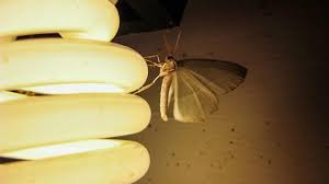 Which Light Bulb Attracts The Fewest Bugs Study Reveals Surprises Science Aaas