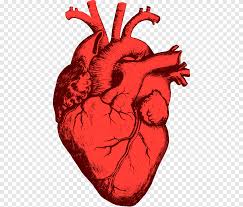 human heart png images pngegg