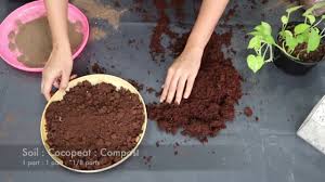prepare potting soil for indoor plants