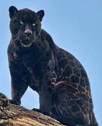 leopard cheetah black panther wild