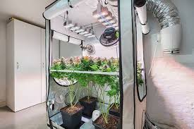 How To Grow Cans Indoors Initial