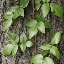 How To Identify Poison Ivy Oak And Sumac Dummies