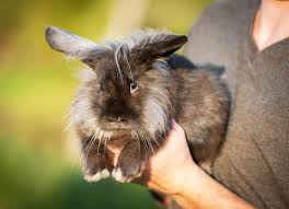 How to Care for Your Rabbit | PetMD