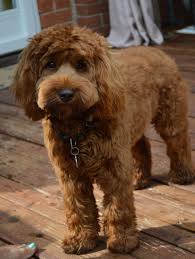 Why buy a labradoodle puppy for sale if you can adopt and save a life? Australian Labradoodle Breeder At Halton Hills Our Dogs Labradoodle Dogs Australian Labradoodle Puppies Labradoodle