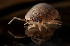 Best Extermination Options For Bed Bugs