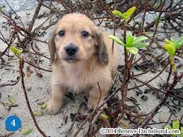 Become part of the little paws family today with a one time or monthly donation and help to save a life! Kennel Free Dachshunds Puppies From Wilmington Nc Cream Dachshund English Cream Dachshund Dachshund