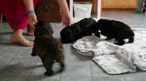 Click on a puppy for more information, including pricing. Springerdoodle Puppies For Sale Youtube