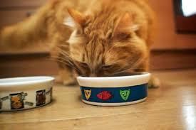 1 transitioning your cat to wet food. How Much And How Often Should I Feed My Cat How Much Wet Food Should I Feed My Kitten