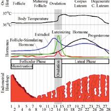 Hormonal Fluctuations Over The Menstrual Cycle Reprinted