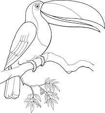 Toucan bird coloring page toucan bird coloring page free printable. Pictures Of A Toucan Coloring Home