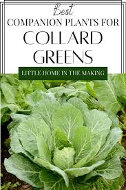 collard greens companion plants