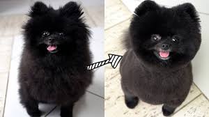 pomeranian grooming teddy bear haircut