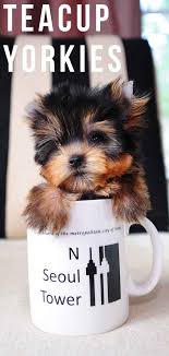 teacup yorkie a guide to the world s