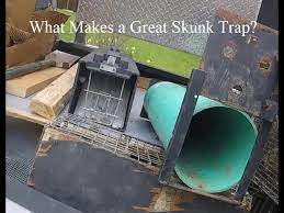 what is the best skunk trap skunk